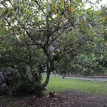 El árbol y sus detalles. Un projet de Photographie de Pepin Molina - 12.12.2020