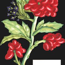 My project in Botanical Illustration with Watercolors course. Desenho artístico projeto de Ciriperu Ana-Maria - 11.12.2020