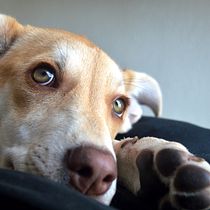 Mi Proyecto del curso: Fotografía lifestyle de perros LAURA JUAREZ 2020. Un projet de Photographie, Photographie lifest , et le de Laura Juárez - 11.12.2020