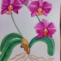 A beleza das orquídeas . Ilustração tradicional, Artes plásticas, Pintura, Desenho, Pintura em aquarela e Ilustração botânica projeto de Antonieta Pavanelo - 27.11.2021