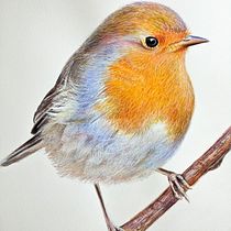 Mi Proyecto del curso: Ilustración naturalista de aves con acuarela. Ilustração tradicional, e Pintura em aquarela projeto de ENRIQUE PARRA - 12.12.2020