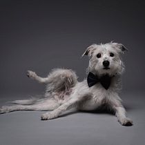 Mi Proyecto del curso: Introducción a la fotografía de perros. Un projet de Photographie pour Instagram de Jose lucena spadavecchia - 12.12.2020