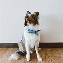 Mi Proyecto del curso: Fotografía lifestyle de perros . Un projet de Design pour les réseaux sociaux, Photographie, Photographie artistique, Photographie intérieure , et Photographie pour Instagram de Fernanda Andrade Navarro - 18.12.2020