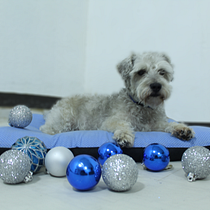 Mi Proyecto del curso: Fotografía lifestyle de perros. Un projet de Photographie de Maria de los Angeles Durán Correa - 20.12.2020