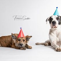 Minimalistic dog portraits on white background. Un projet de Photographie, Photographie de portrait, Photographie de studio, Photographie documentaire, Photographie lifest, le , et Photographie intérieure de Françoise - 02.01.2021