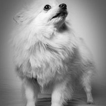 Fiona, la perrita de la familia, recién bañada pero un poco despelucada..... Un projet de Photographie de laloram1946 - 23.12.2020