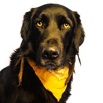 Mi Proyecto del curso: Introducción a la fotografía de perros. Un projet de Photographie de portrait de Marina Tremps - 30.01.2021