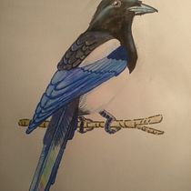 Mi Proyecto del curso: Urraca. Desenho realista projeto de Antía Varela Muñiz - 24.12.2020