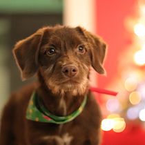 Mi Proyecto del curso: Fotografía lifestyle de perros. Un projet de Photographie lifest , et le de Julio Cesar - 24.12.2020