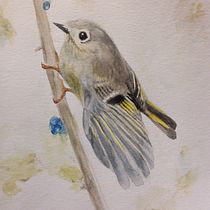 Ruby crowned kinglet, female. Watercolor Painting project by daveythecat - 12.26.2020
