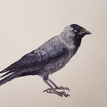 My project in Naturalist Bird Illustration with Watercolors course. Pintura em aquarela projeto de n0n - 31.12.2020