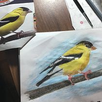 My project in Artistic Watercolor Techniques for Illustrating Birds course. Watercolor Painting project by sweetcheesewi - 01.07.2021