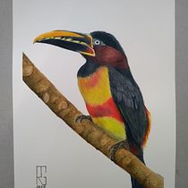 Meu projeto do curso: Técnicas expressivas de aquarela para ilustração de pássaros. Watercolor Painting project by Rogéria Gaudencio - 12.28.2020