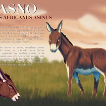 Mi Proyecto del curso: Ilustración naturalista de animales con Procreate. Un proyecto de Diseño, Ilustración tradicional, Ilustración naturalista				 e Infografía de Jesús Eduardo Liy Marin - 29.12.2020