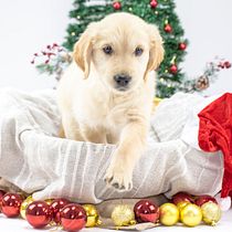 Mi Proyecto del curso: Introducción a la fotografía de perros. Un projet de Photographie de studio de Juan Carlos Centellas - 29.12.2020