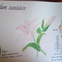 Mi Proyecto del curso: Cuaderno botánico en acuarela. Projekt z dziedziny R i sunek botaniczn użytkownika xastre_as - 29.12.2020