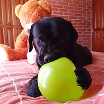 Mi Proyecto del curso: Disfrutando con Dogo. Un projet de Photographie de Delia Urrutia Ruiz - 30.12.2020