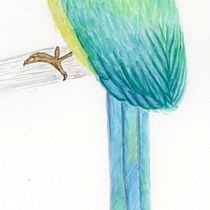 Costa Rica: Momotus lessoni. Artes plásticas projeto de María José Aguilar - 30.12.2020