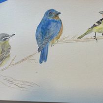 My project in Artistic Watercolor Techniques for Illustrating Birds course. Sketchbook project by Karen Schumacher - 01.02.2021