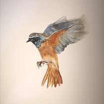 Redstart. Watercolor Painting project by Elena Öksüz - 01.01.2021