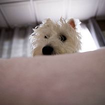 My project in Lifestyle Dog Photography course. Un projet de Photographie de tailyn - 02.01.2021