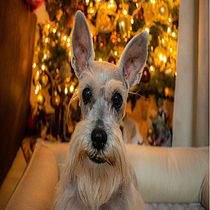 Mi Proyecto del curso: Fotografía lifestyle de perros. Un projet de Photographie lifest , et le de Frida Alessandra - 02.01.2021
