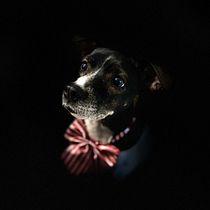 Mi Proyecto del curso: Introducción a la fotografía de perros. Un projet de Photographie de MIGUEL HENRIQUEZ - 17.01.2021