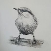 Bird Pencil Drawing with Tones. Watercolor Painting project by Kim Bachar - 01.02.2021