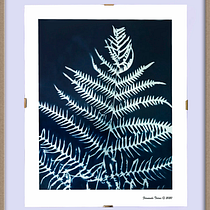 Cianotipia: técnica de impresión con luz. Un projet de Artisanat, Beaux Arts, Estampe, DIY , et Photographie argentique de Fernando Torres - 09.10.2020