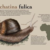 Mi Proyecto del curso: Ilustración naturalista de animales con Procreate. Naturalistic Illustration project by Paula Alejandra López Gutiérrez - 01.03.2021