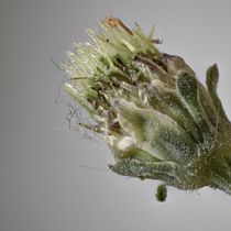 Mi Proyecto del curso: Introducción a la fotografía macro. Un projet de Photographie de studio , et Photographie numérique de Paris Claudio Ruiz Rosales - 07.01.2021