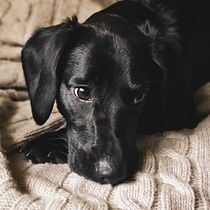 My project in Lifestyle Dog Photography course. Un projet de Photographie de svetlana_kovalska - 09.01.2021