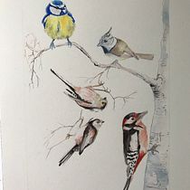 Our garden birds. Watercolor Painting project by Sheena Mackenzie - 01.14.2021