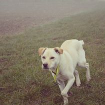 Mein Kursprojekt: Lifestyle-Fotografie mit Hunden. Un projet de Photographie de katrin_80 - 26.01.2021