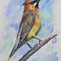 Cedar Waxwing. Watercolor Painting project by elspeth_jaybird - 01.11.2021