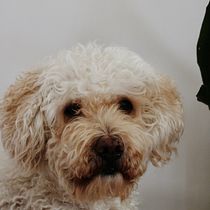 Lola. Un projet de Photographie lifest , et le de Raúl - 11.01.2021