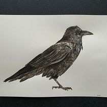 My project in Naturalist Bird Illustration with Watercolors course. Pintura em aquarela projeto de Diana Poell - 12.01.2021