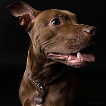 Mi Proyecto: Bondad es su segundo nombre. Kira. Un projet de Photographie , et Photographie de portrait de Rubén Reséndiz - 14.01.2021