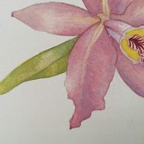 Ilustración botánica . Esboçado, Fotografia em exteriores, Ilustração tradicional, Ilustração botânica, Pintura em aquarela, Artesanato, Artes plásticas, Criatividade, Desenho, e Teoria da cor projeto de gabamaya_vasquez - 15.06.2020