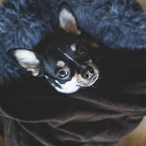 Gizmo - the Great. Un projet de Photographie de José Nene Alcauce - 14.01.2021