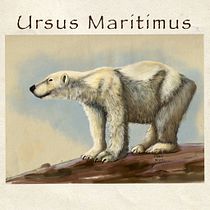 Ursus Maritimus. Un proyecto de Dibujo digital, Ilustración digital, Ilustración tradicional e Ilustración naturalista				 de maria moriani poli - 14.01.2021