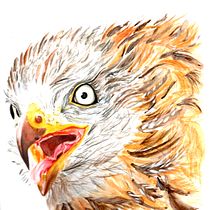 Red Kite in the Sky. My Course Project: Naturalistic Watercolor Bird Illustration. Traditional illustration project by Loli Crespo - 01.14.2021