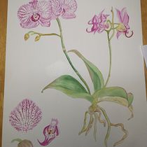 My project in Botanical Watercolor: Illustrate the Anatomy of Flowers course_Orchid  Ein Projekt aus dem Bereich Aquarellmalerei von Maria Bueno - 14.01.2021