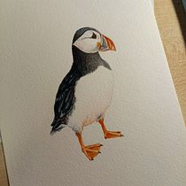 Naturalist Bird Illustration puffin A5. Pintura em aquarela projeto de ellied241 - 14.01.2021