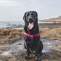 Las Aventuras de Layla. Un projet de Photographie lifest , et le de Eduardo Gonzalez - 26.01.2021