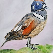My project in Naturalist Bird Illustration with Watercolors course: arlequin plongeur. Pintura em aquarela projeto de sylviefarez - 17.01.2021