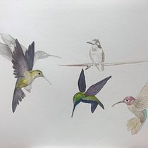 My project in Artistic Watercolor Techniques for Illustrating Birds course. Watercolor Painting project by Janet Miller - 01.18.2021