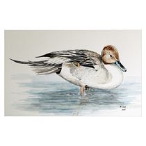 My project in Naturalist Bird Illustration with Watercolors course. Pintura em aquarela projeto de Malcolm Lord - 17.01.2021