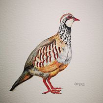 Mi Proyecto del curso: Ilustración naturalista de aves con acuarela. Artes plásticas projeto de Anna Martí Ollé - 17.01.2021