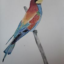 Mi Proyecto del curso: Ilustración naturalista de aves con acuarela. Esboçado projeto de Marta Moreno - 18.01.2021
